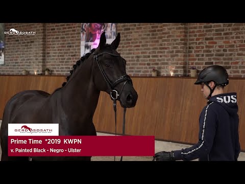 Prime Time *2019 von Painted Black x Negro | Sosath Hengstschau 2023