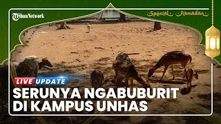 Intip Penangkaran Rusa di Universitas Hasanuddin, Bisa Lihat dan Beri Makan Puluhan Rusa Tutul Putih