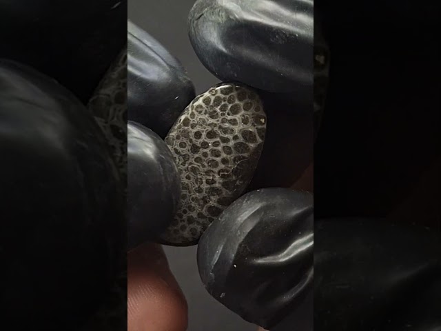 حجر فوسيل احفوري طبيعي