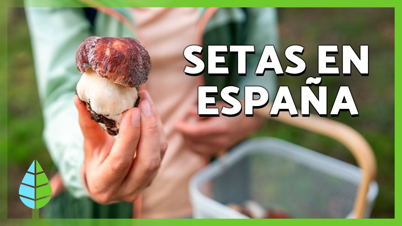 10 EDIBLE MUSHROOMS in SPAIN 🍄 | How to identify them?