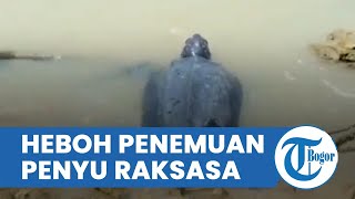 Heboh Penyu Raksasa Seberat 1 Kuintal di Sumenep, Terdampar Akibat Tersangkut Jaring Nelayan