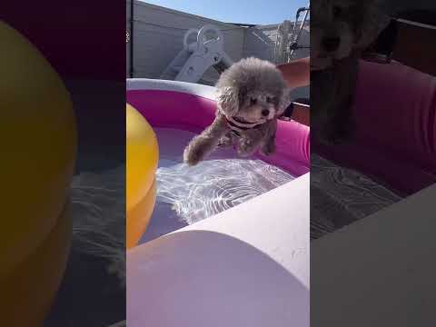 犬の水泳 - 推奨される時期とその利点