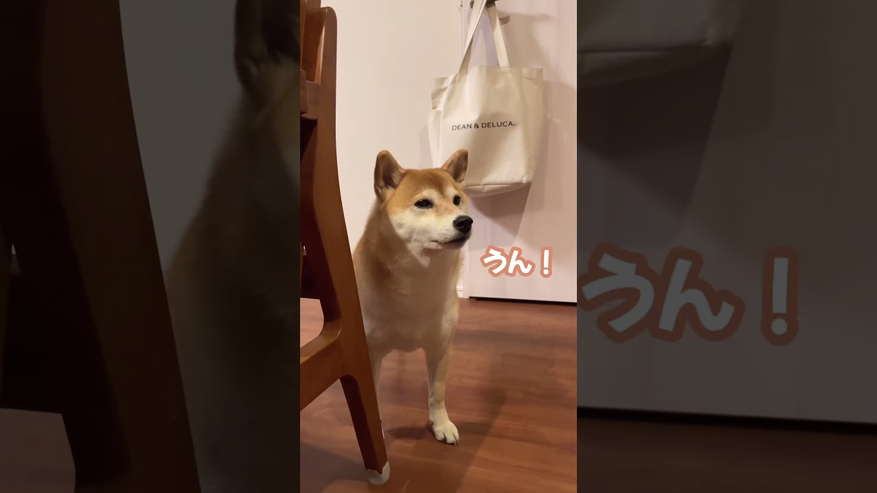 つぶらな瞳には敵わない #柴犬 #shibainu #返事する犬