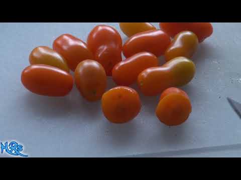, title : 'Zima Tomato F-1 | Solanum lycopersicum | Tomato review 2018'