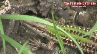 preview picture of video 'Lucertola campestre, Podarcis sicula - the lizard'