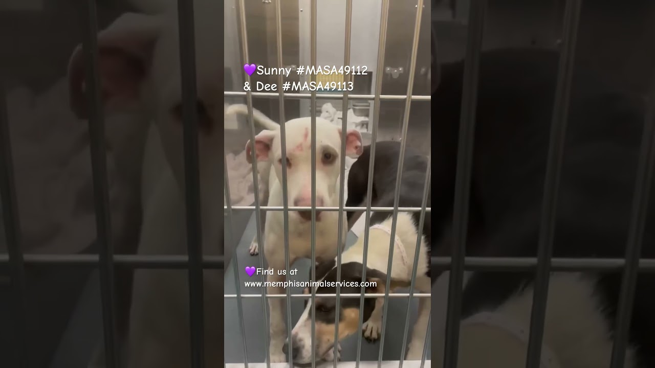 Enlarge Dee, a Adoptable Mixed Breed in Bartlett, TN video 6/6