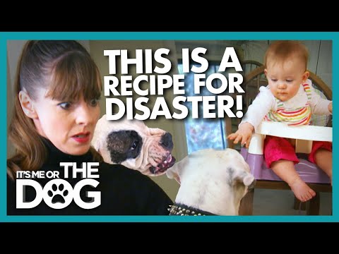 Can Owners Keep Their Cool After Door Training Trouble It S Me Or T