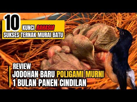 , title : 'Review Jodohan Baru Poligami ||  1 Bulan Bisa Panen CINDILAN'