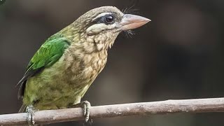 Download lagu MASTERAN GACOR & PIKAT BURUNG TAKUR BULTOK SUARA PANCINGAN PARK 1 | KICAU SUARA BURUNG mp3