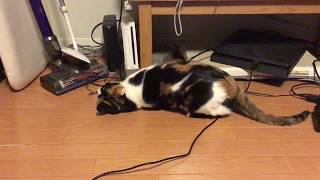 またたびで遊ぶ猫　Kutsushita is crazy for catnip