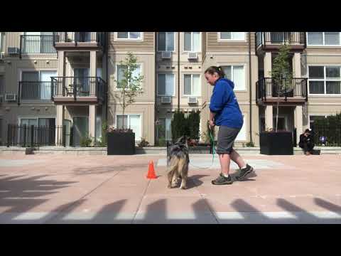 Ckc rally novice signs