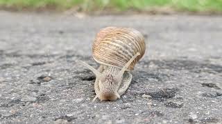 Улитка — общеупотребительное название брюхоногих моллюсков (лат. Gastropoda),