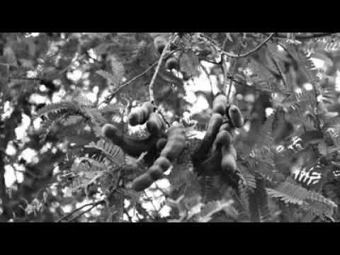 Chi pianta tamarindi non raccoglie tamarindi, a meno che....