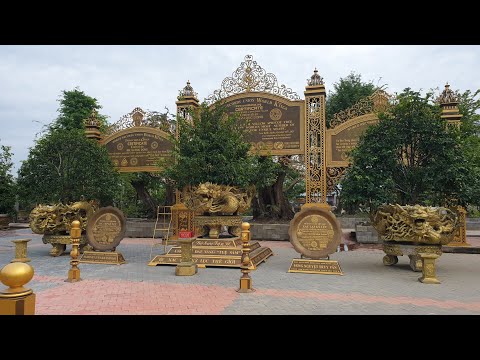 Chất Trồng Nuôi Mai Vàng Cổ Thụ