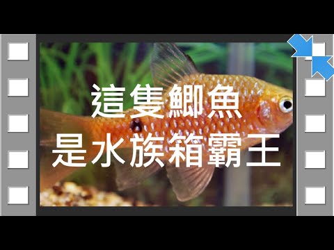 玫瑰鯽混養