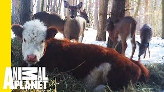 Bonnie The Runaway Calf