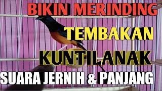 Download lagu Masteran murai tembakan kuntilanak suara jernih mp3