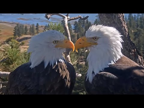 10-26-2025 Jackie And Shadow Healthy And Ready