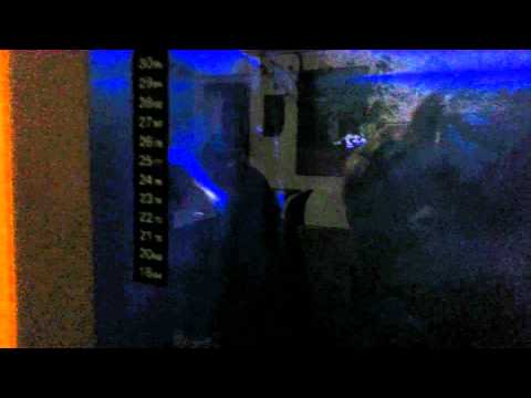 Astyanax fasciatus mexicanus