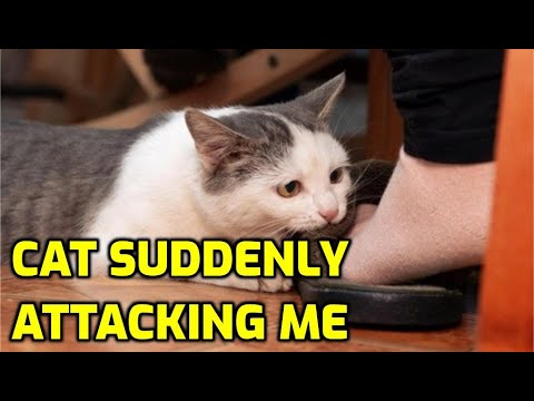 Why Do Cats Randomly Attack Their Owners Hands And Feet?