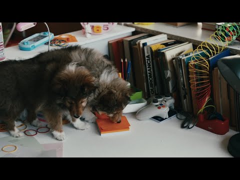 Miniatura de So&ntilde;aste con un draco