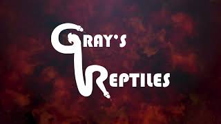New Intro At Gray's Reptiles