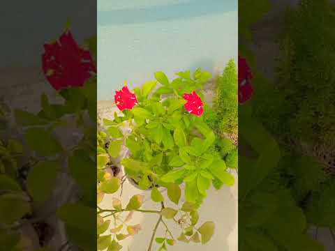 Rose 🌹.. #viarlshort #flowers #spreadpositivity