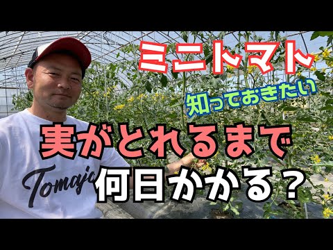 バハハチェリートマトの植え方は？おいしい収穫のための素早く簡単な手順は次のとおりです  庭園