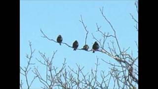 Imogen Heap ~ &quot;Little Bird&quot;