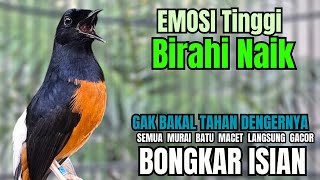 Download lagu PANCINGAN murai Batu FIGHTER NEMBAK ISIAN GANAS !! Semua murai mental drop dengar ini AUTO EMOSI mp3