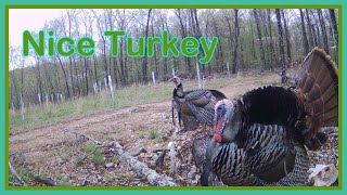 Turkey and Deer caught on the iZEEKER Trail Cameras