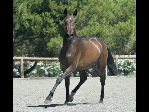 BALI DE SUSAETA - DRESSAGE MARES FOR SALE.