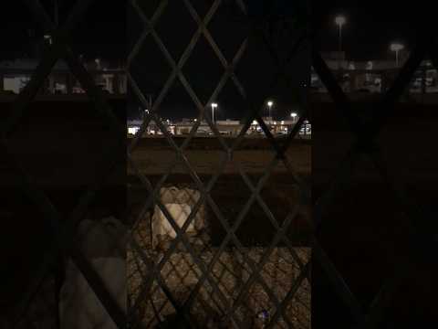 Mujahid lslam Khaid Bin Waleed #madina #makkah #shortsvideo #ziyarat