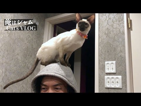Siamese cat on the head😹 Funny Cats video