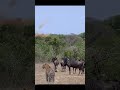 What Do U Wanna Eat Leopard Wildebeest Gazelle Nature Safari