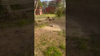 Video preview image #1 Rotterman Puppy For Sale in White Hall, AR, USA