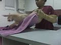 My Cat Justice Hates The Vet Pt 2