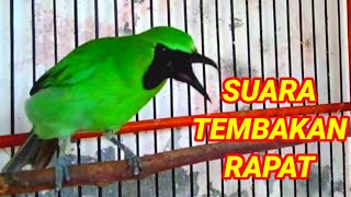 Download lagu Pancingan cucak ijo mini,bikin cucak mini ijo lain bunyi dan kelepak kelepek mp3