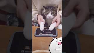 【動物虐待】猫はオモチャ