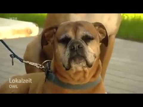 Boxer Nothilfe Deutschland e.V. - Boxerhof