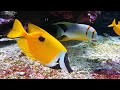 Aquarium 4K VIDEO (ULTRA HD) - Beautiful Coral Reef Fish - Sleep Relaxing Meditation Music