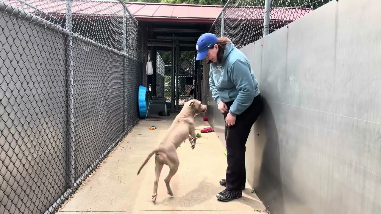 Enlarge Karmina, an adopted Pit Bull Terrier in Chicago, IL video 5/5