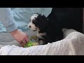 Mini Bernedoodle dogs for sale: Liam - Video 1