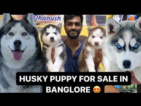 HUSKY PUPPY FOR SALE IN BANGLORE |DHANUSH GOWDA | 9353268076| #husky #dogs #puppy #puppies #dog #new