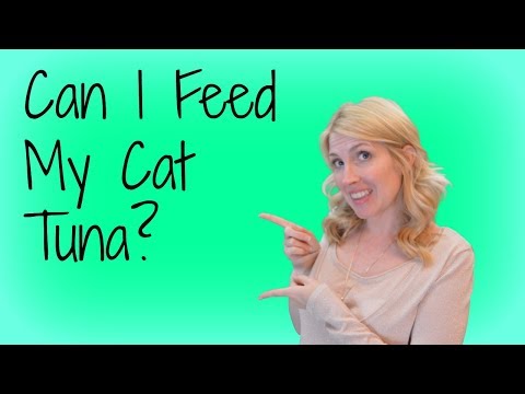 Can I Give My Cat Tuna? Can I Feed My Cat Tuna? Can My Cat Have Tuna?