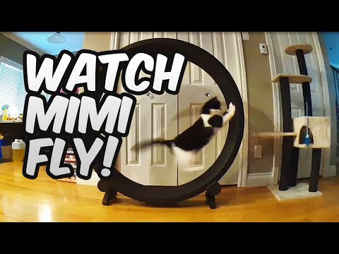 One Fast Cat Exercise Wheel ft. Mimishka!
