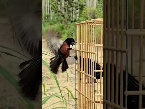 Curió de 20 mil Reais