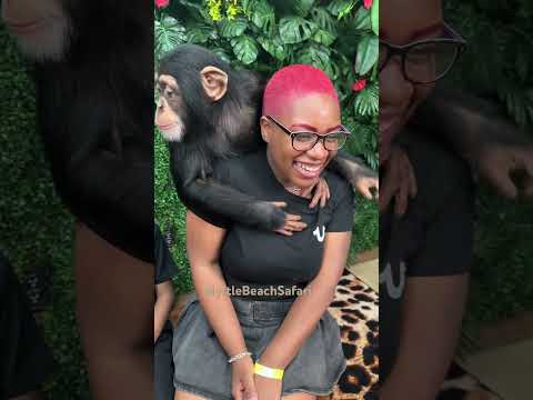 Vanara loves the kids and that hair. #savetheapesavetheworld.