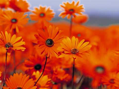 Lecture by Yashir Qadhi - Surah Hashr part 3 of 7