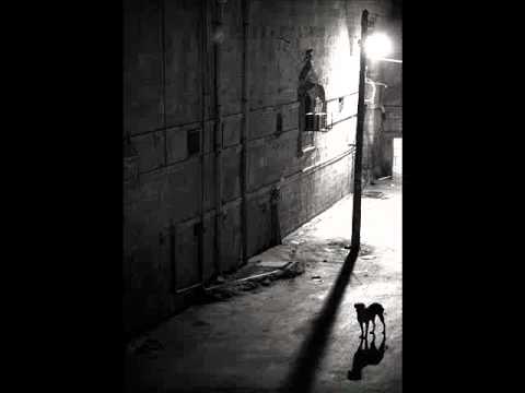 The black dog runs at night